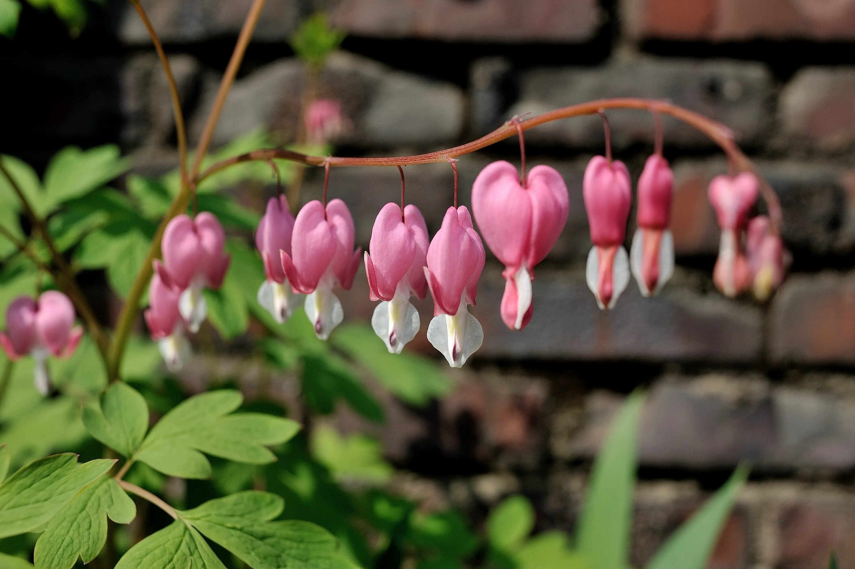 Растения в мае. Цветы в мае. Mayflower цветок. May Flower растение. Розовые цветы в мае