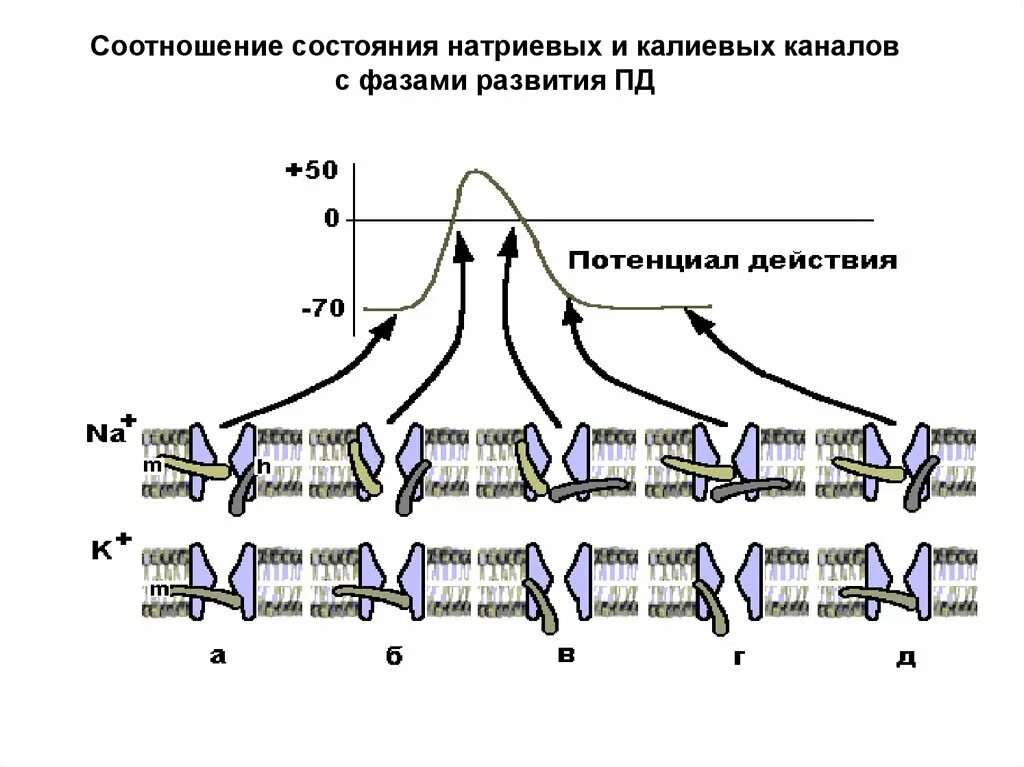 Потенциал действия натриевые каналы. Состояние натриевых каналов. Калиевые каналы физиология. Состояние натриевых каналов физиология. Канал пд