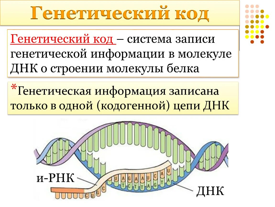 Генетический код транскрипция Синтез белков. Генетический код это в биологии. Ген биология 9 класс