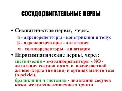 Симпатическая система сосуды