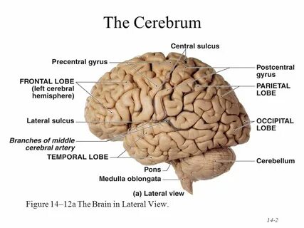 Cerebrum