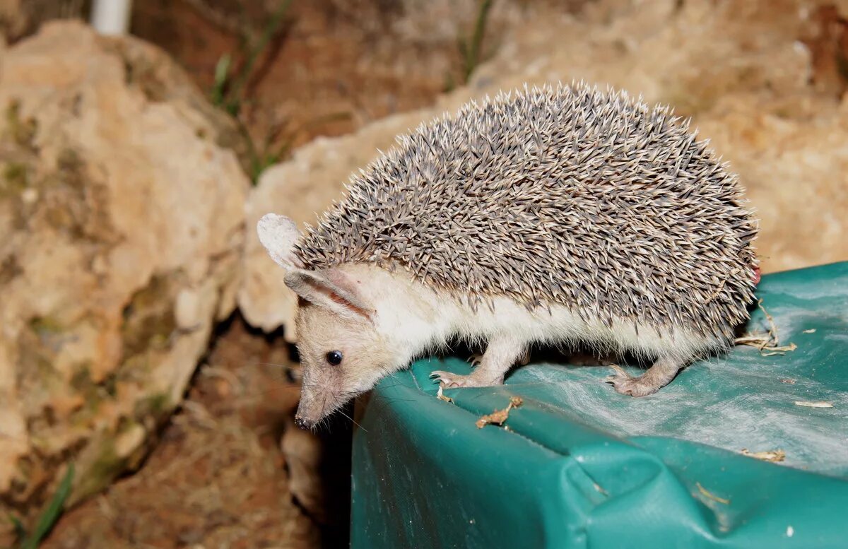 ушастый еж интересные факты. белобрюхий ёж. ушастый еж интересные факты. ушастый еж интересные факты. пустынный ушастый еж.