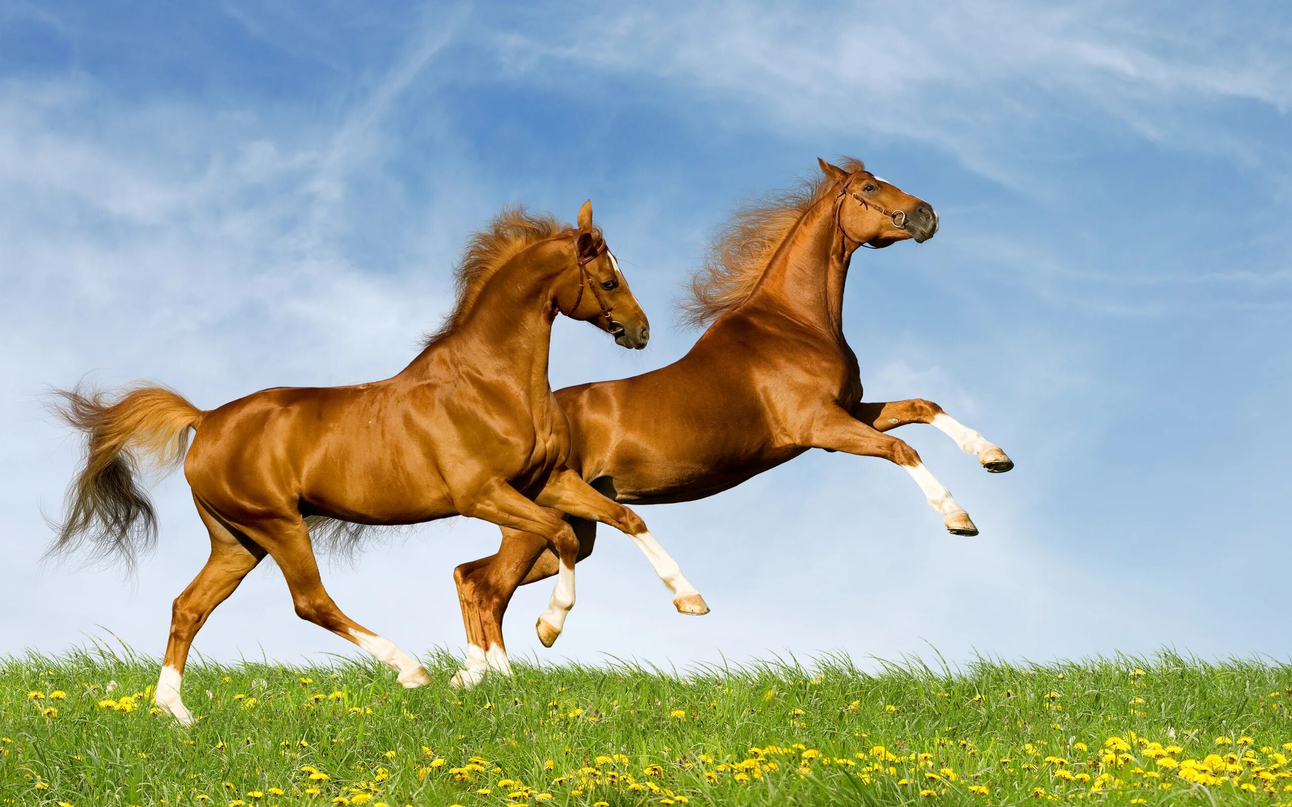 Фон лошадками. Лошади. Животные лошади. Обои лошади. Красивые лошади.