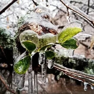 Последствия ледяного