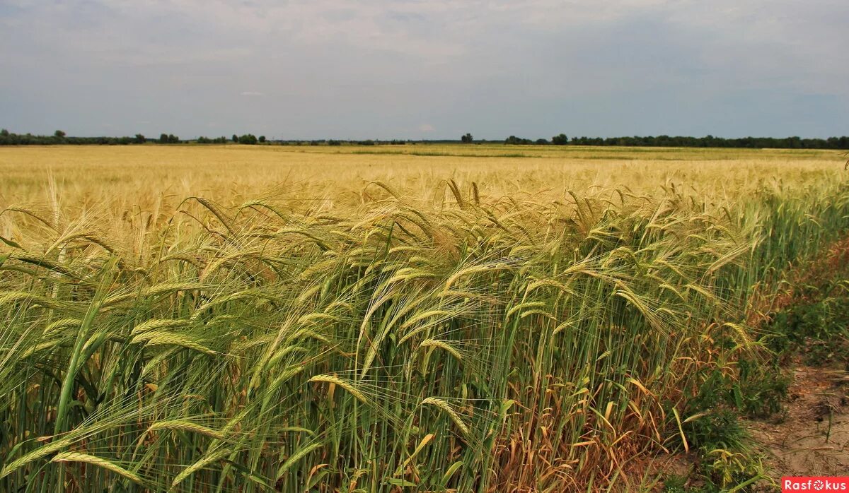 Wheat meeting high quality bread milling specifications highest for 13 years - F