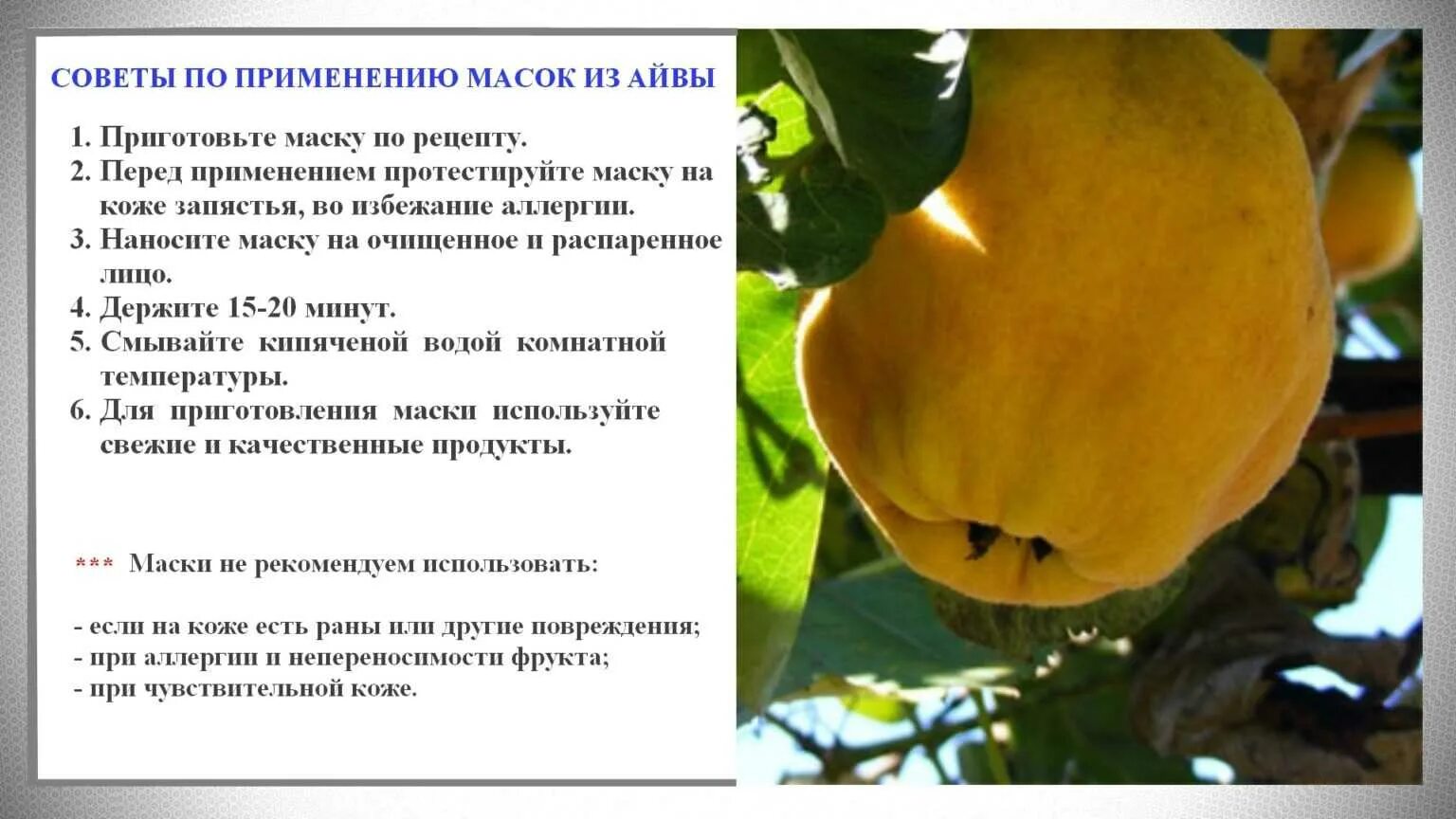 Айва как едят в сыром виде. Для чего полезна айва. айва фрукт полезные. айва польза. чем полезна айва для организма человека.