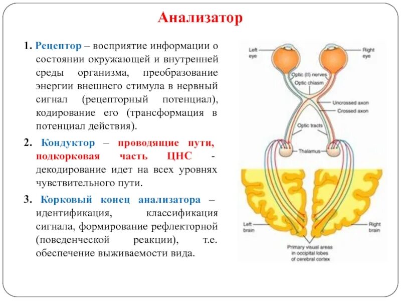 Анализаторы обеспечивают