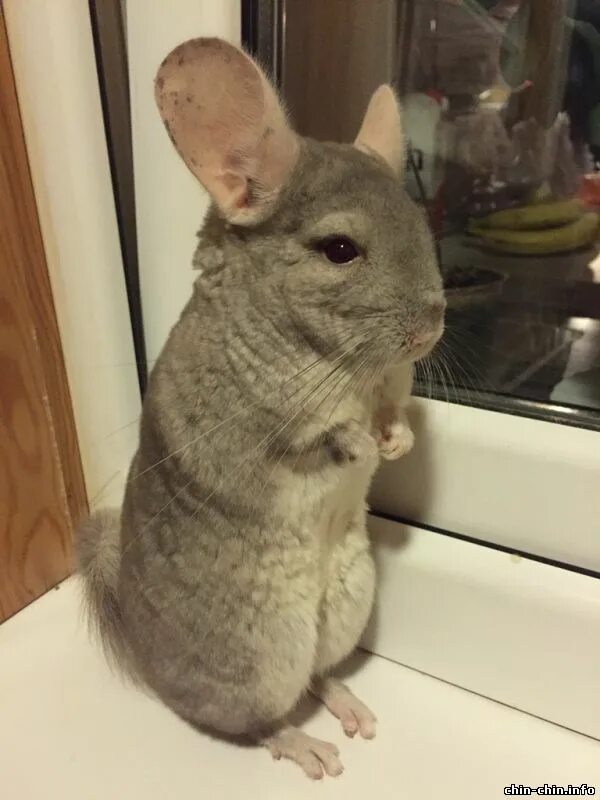 шиншилла взрослая размер. размер и вес взрослой шиншиллы. до каких размеров вырастает шиншилла. до каких размеров вырастает шиншилла. дикая шиншилла.
