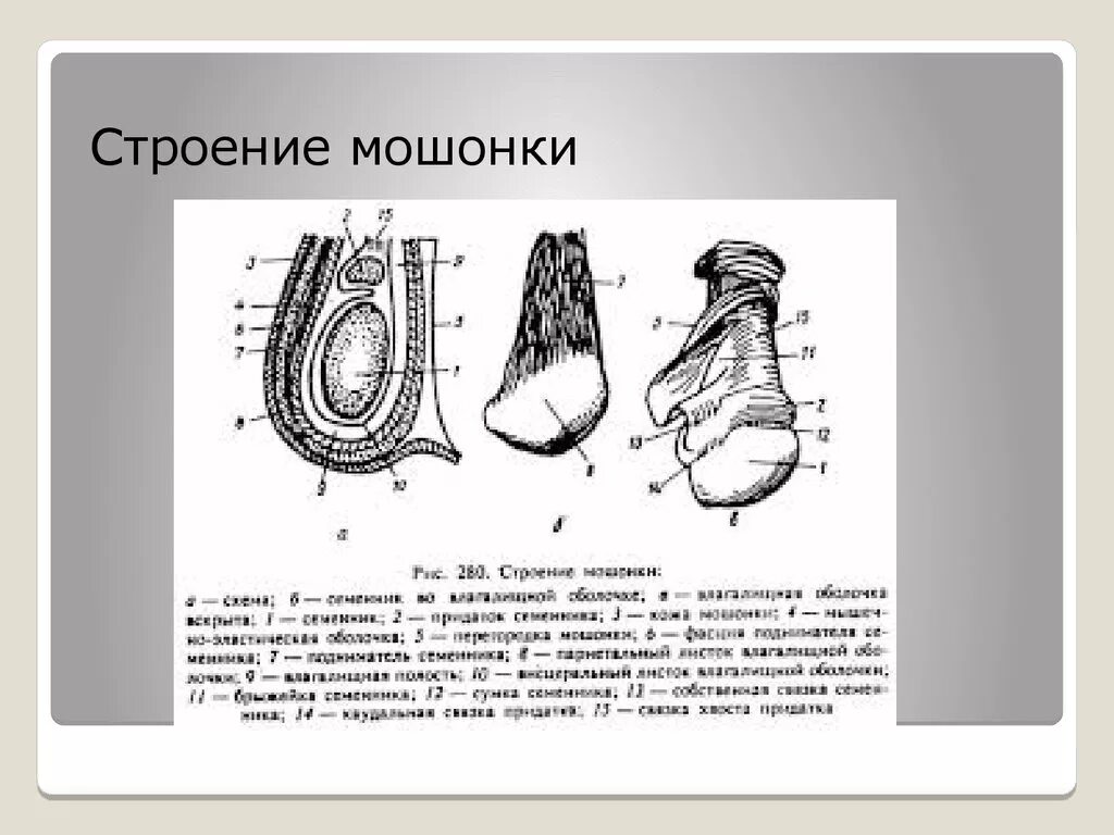 Яичко. Топография и строение - презентация онлайн