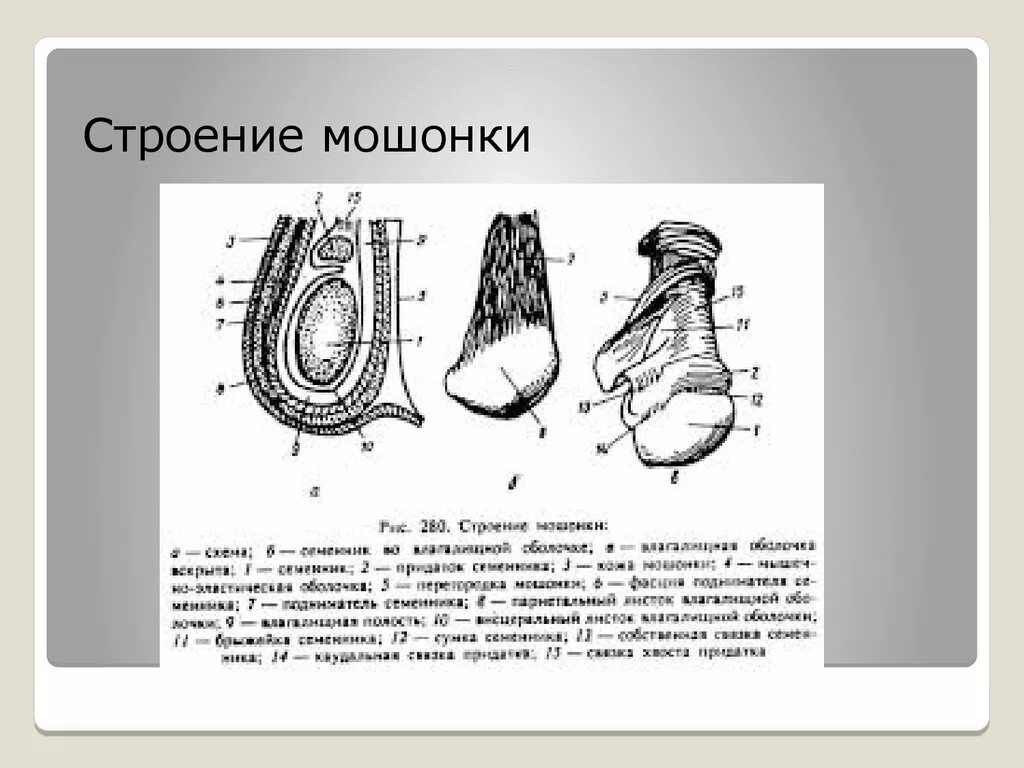 Семенной канатик анатомия животных. Послойное строение мошонки. Оболочки мошонки схема. Где находятся яички