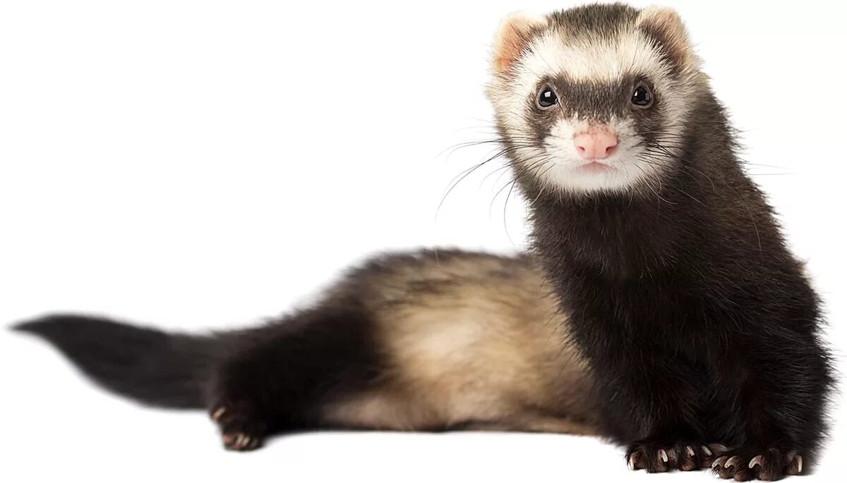 хорек сема ларин. куница норка хорек. хорька сему. хорёк семён с канала хомки. соболь семейство куньих.