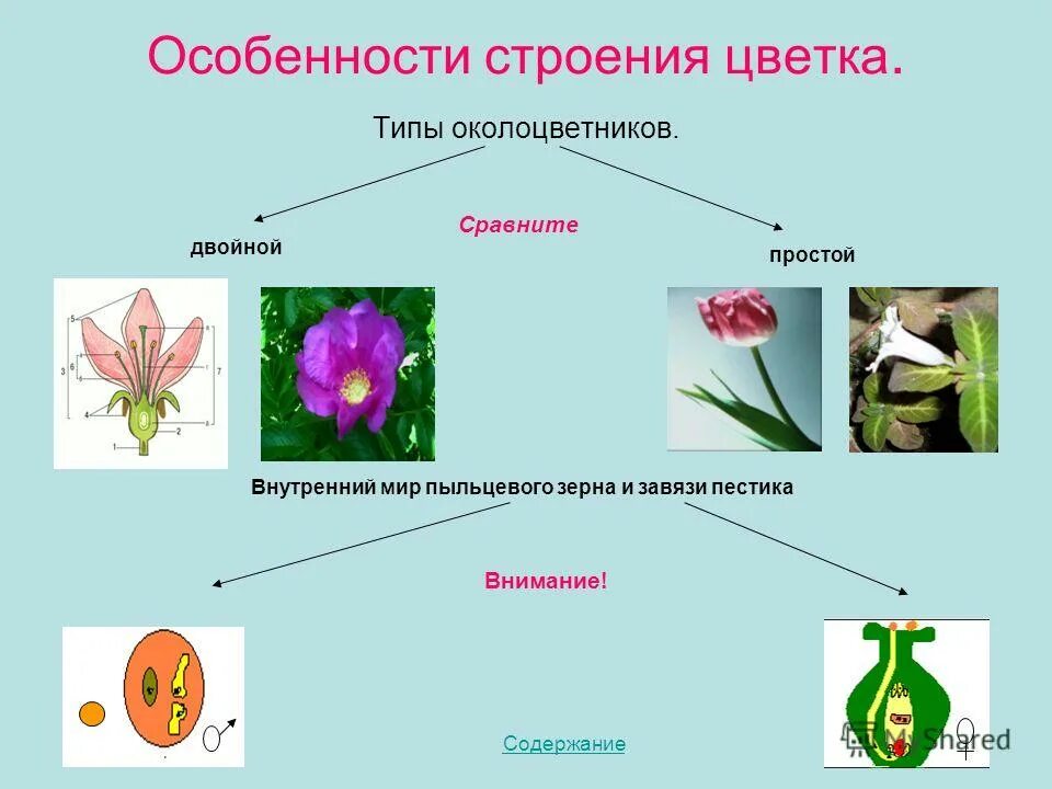 Характеристика растений семейства лилейные. Характеристика растений семейства лилейные. Семейство ллейныеобщая характеристика. Характеристика семейства лилейные. Семейство розовые характеристика.