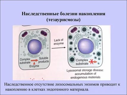 Клетки накопления