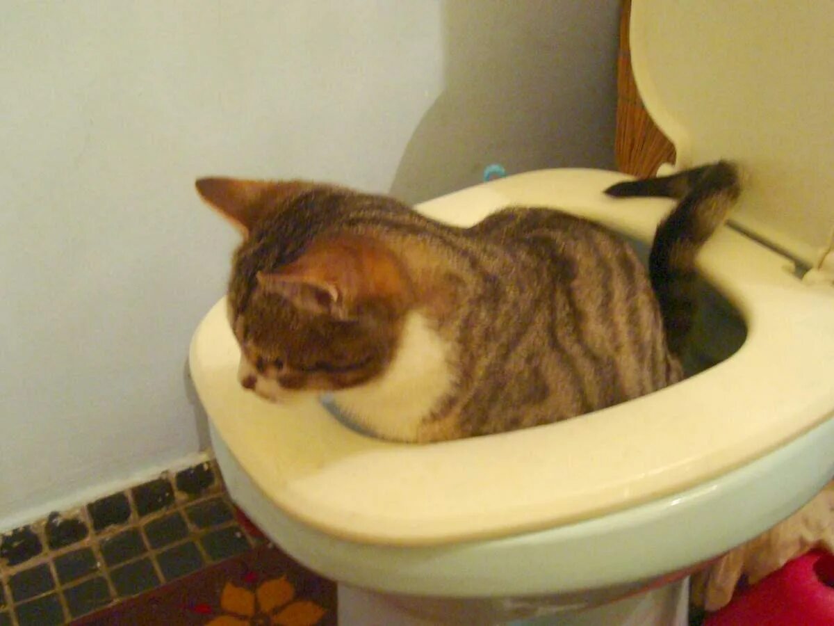 Как приучить кота кошку. Система приучения кошек к унитазу. кот ходит на унитаз. приучить кошку к унитазу. приучалка к туалету.
