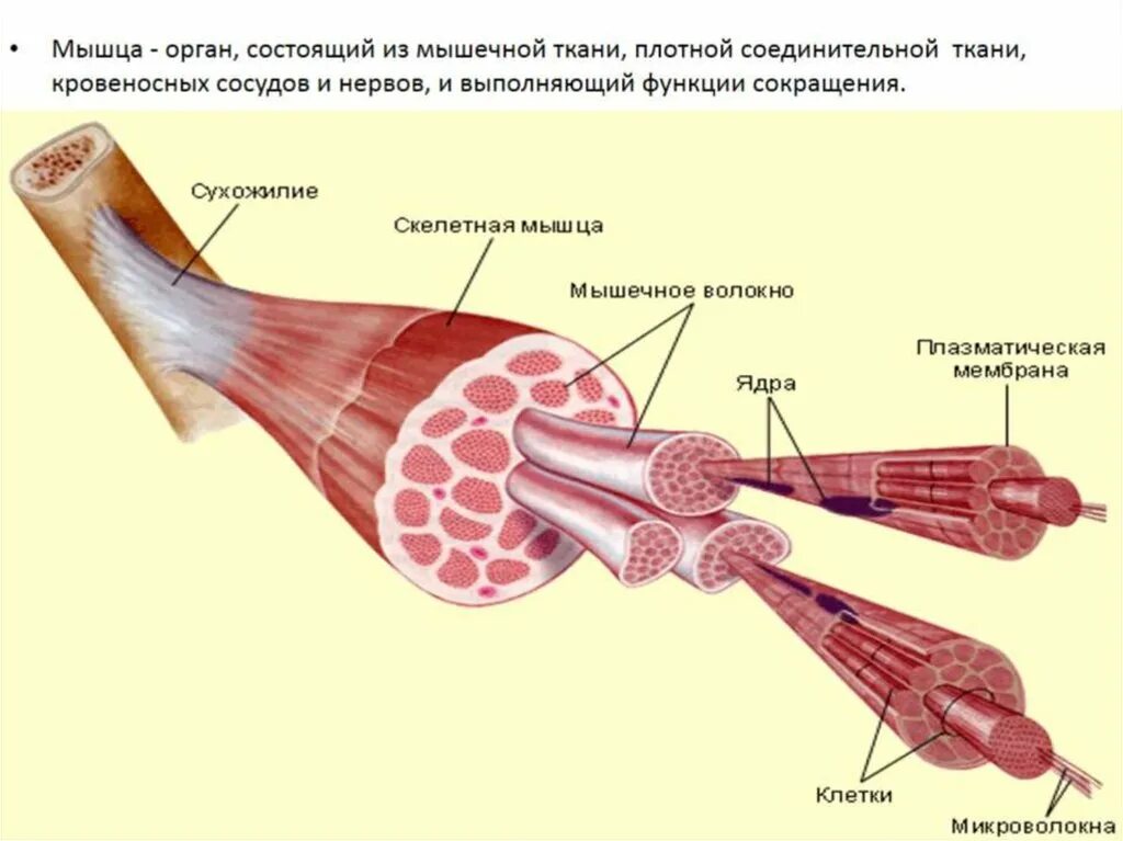 Сухожилия образованные из ткани. Скелетная мышечная ткань строение. Строение мышечной ткани скелетных мышц. Мышца строение анатомия функции. Строение скелетной мускулатуры 8 класс.