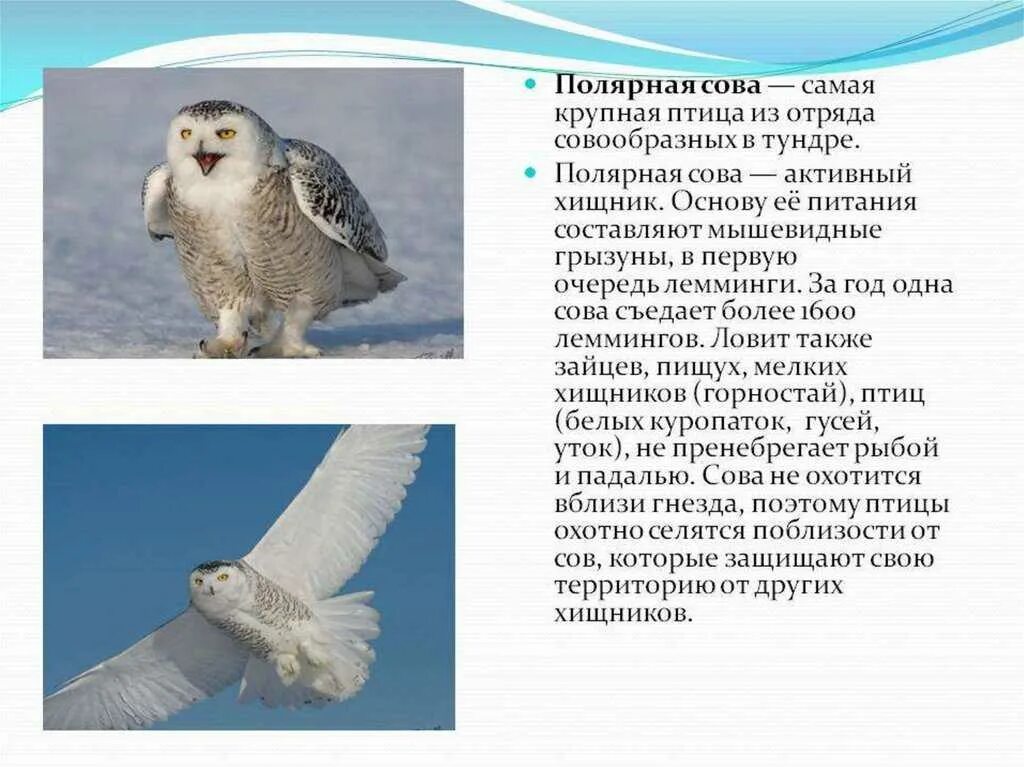 Сова живет в тундре. Полярная Сова сообщение 4. Полярная Сова описание. Сообщение о полярной сове. Информация о белой сове.