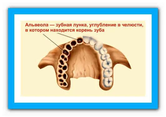Зубы и их альвеолы. Воспаление альвеолы зуба. зубы расположены в лунках альвеолах челюстей.
