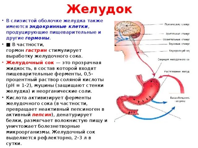 Почему выделяется желудок. Слизистая оболочка желудка пищеварительный сок. Гастрин желудочного сока. Гормоны желудочно-кишечного тракта гастрин. Клетки слизистой оболочки желудка вырабатывают.