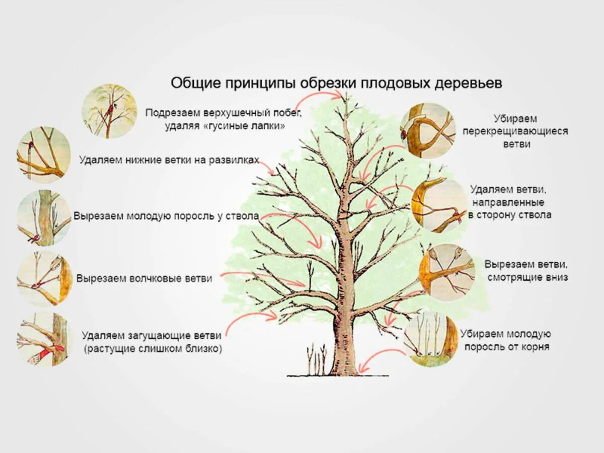 Сроки обрезки плодовых деревьев в подмосковье. Схема обрезки яблони весной. Обрезать яблоню весной правильно. Подрезка яблонь весной схема. Весенняя обрезка яблонь.