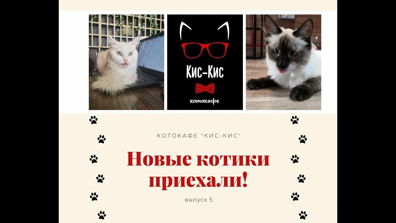 Открываю кис. Котокафе кис кис Красноярск. Новенькая кот. Котокафе забрать котика. Новенький киса.