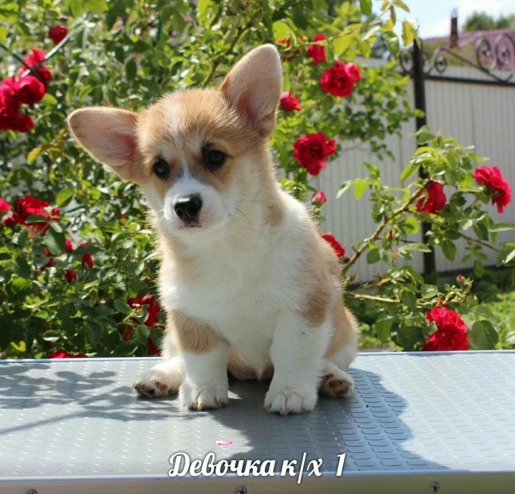 Багряная осень корги питомник. Питомник вельш корги. Вельш корги пемброк. Багряная осень корги питомник. Вельш корги пемброк заводчики.