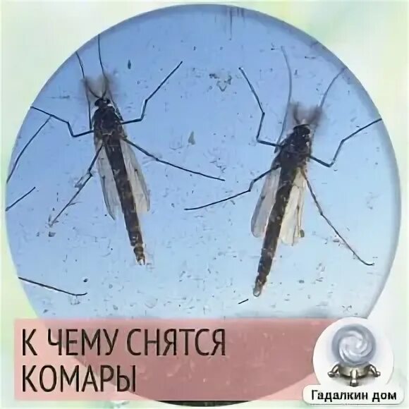 Комары к чему снятся в большом количестве. К чему снятся комары. Приснились Рой комаров. Что видит комар.