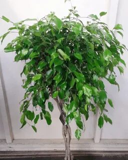 Фикус бенджамина для дома