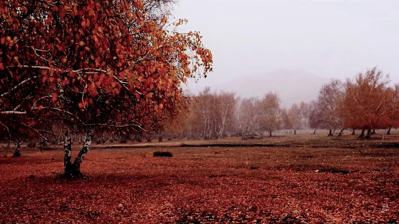 Сайты куз. Куздин сурети. Куз мезгили Суроти. Күзгі картотека.