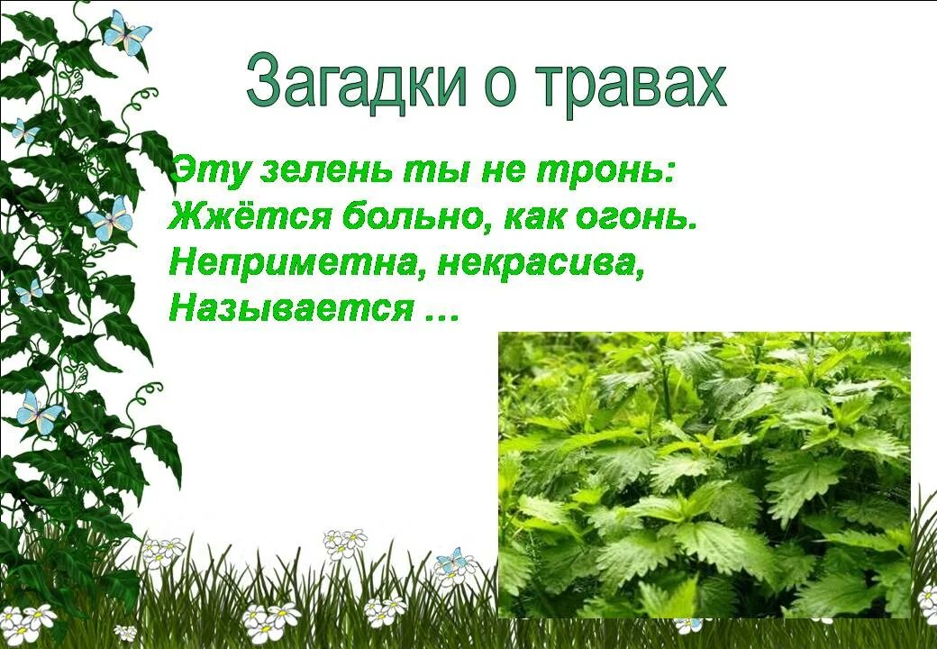 Загадки про зелень. Загадка про траву для дошкольников. Загадки о травах. Загадки про травянистые растения. Загадка про траву