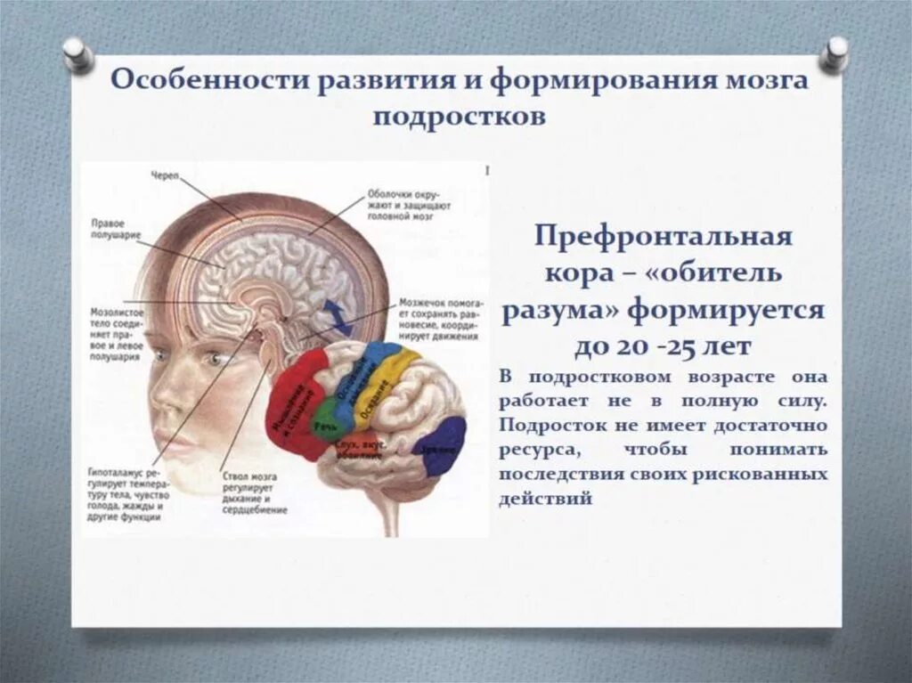 Секреты развития мозга ребенка. Подростковый мозг. Совершенствование мозга. Мозг подростка и взрослого. Становление мозга.