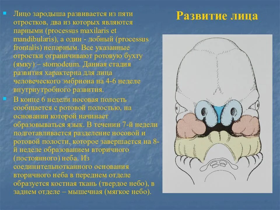 Формирование лица эмбриона. Формирование лица у зародыша человека. Эмбриональное формирование лица.