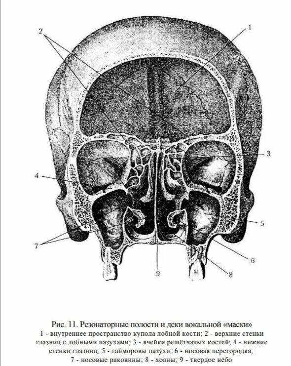 Голосовые резонаторы. Строение резонаторных полостей. Решётчатая кость черепа. Головные резонаторы.