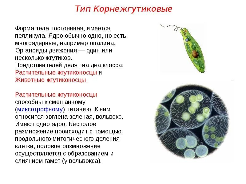 Простейшее имеющее 2 ядра