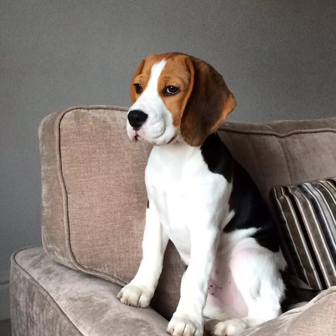 Порода собаки бигль девочка. Порода собак бигль. Порода собаки бигль девочка. Бигль взрослый. Взрослый бигль девочка.