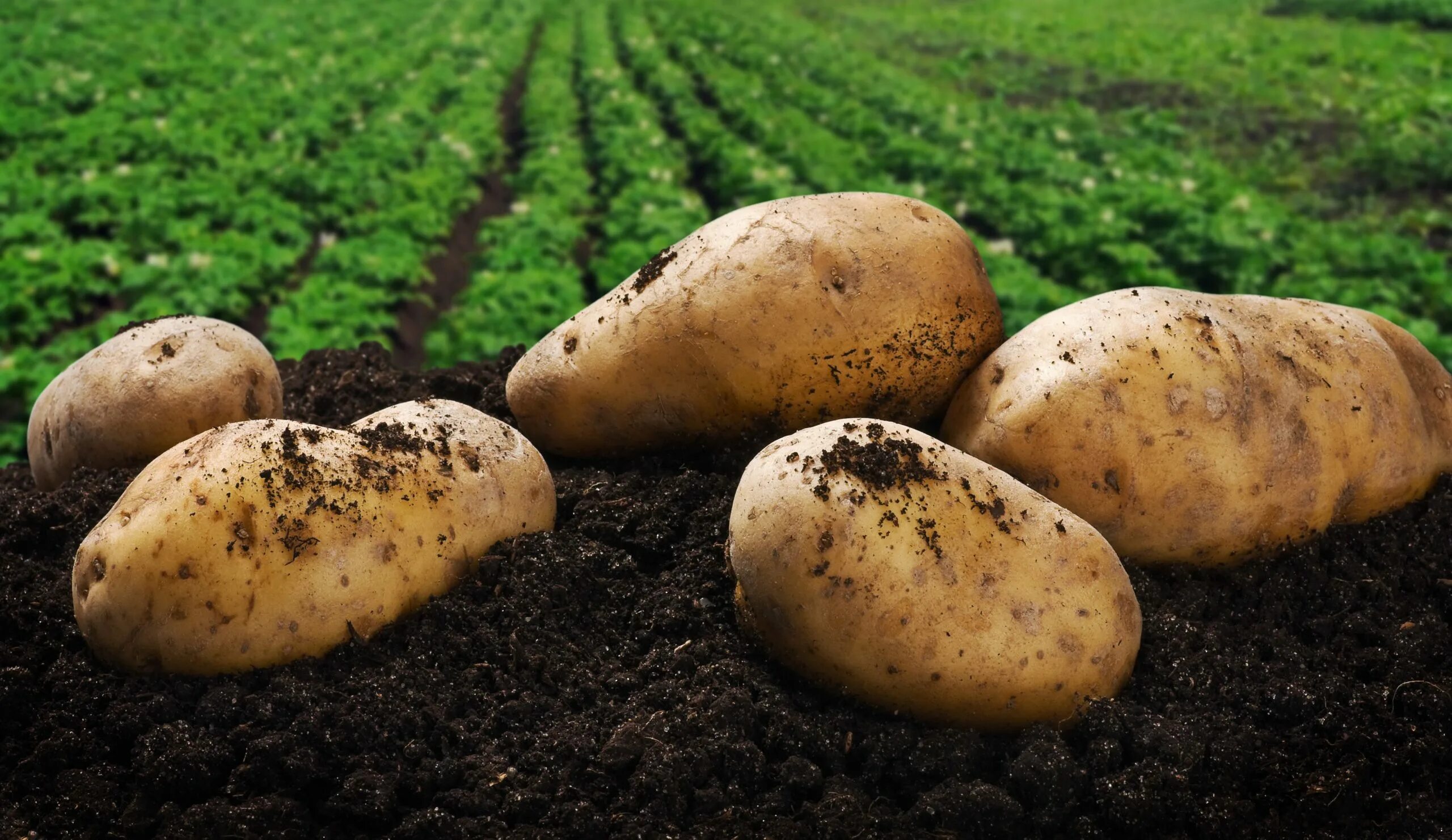 Сорт картофеля кемеровчанин. Плантация картофеля. Сорт картофеля импала. Сельское хозяйство картофель. Сельское хозяйство картофель.