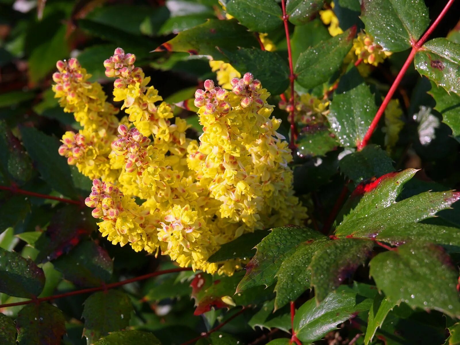 Магония аквифолиум. Магония падудуболистная. Магония дубовидная. Магония падуболистная. Бегония поддуболисьная.