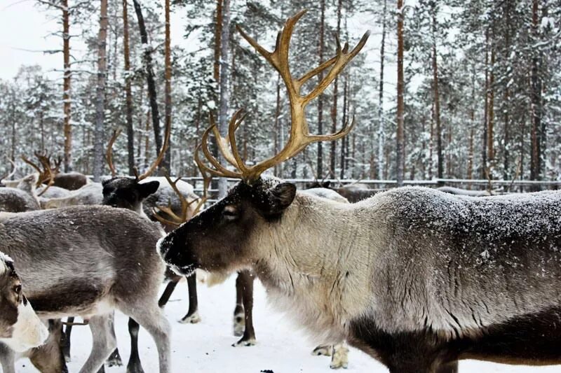 европейский северный олень в кировской области. лесной северный олень хмао. ханты мансийск оленья ферма. олень новоземельский хмао. лесной северный олень хмао.