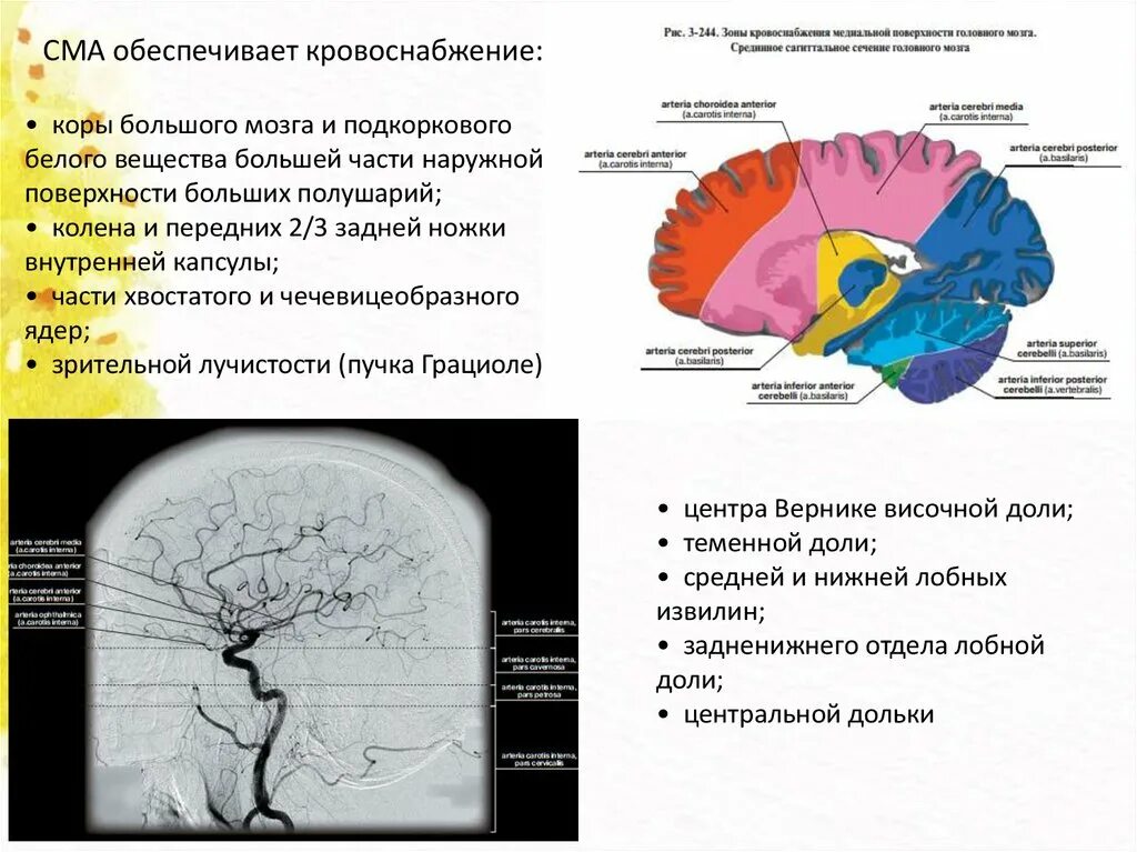 Образование в лобной доле. Кровоснабжение височной доли головного мозга. Кровоснабжение лобной доли. Кровоснабжение внутренней капсулы головного. Кровоснабжение коры височной доли.