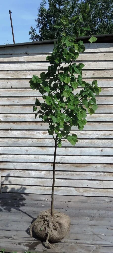 липа крупнолистная aurea. липа мелколистная гринспайер. липа крупнолистная саженцы. саженцы липы.