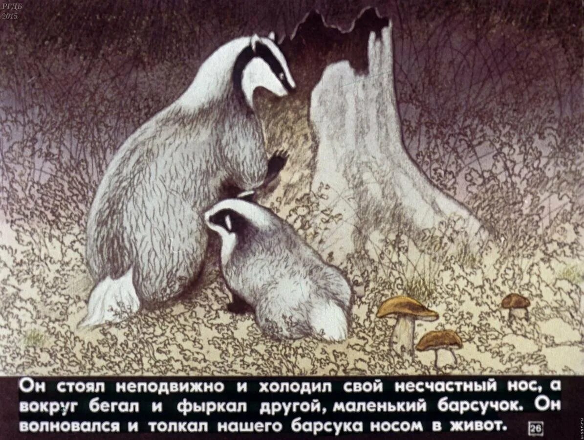 Сказка барсучий нос читать. Паустовский барсук барсучий нос. к. паустовский &quot;барсучий нос&quot;.