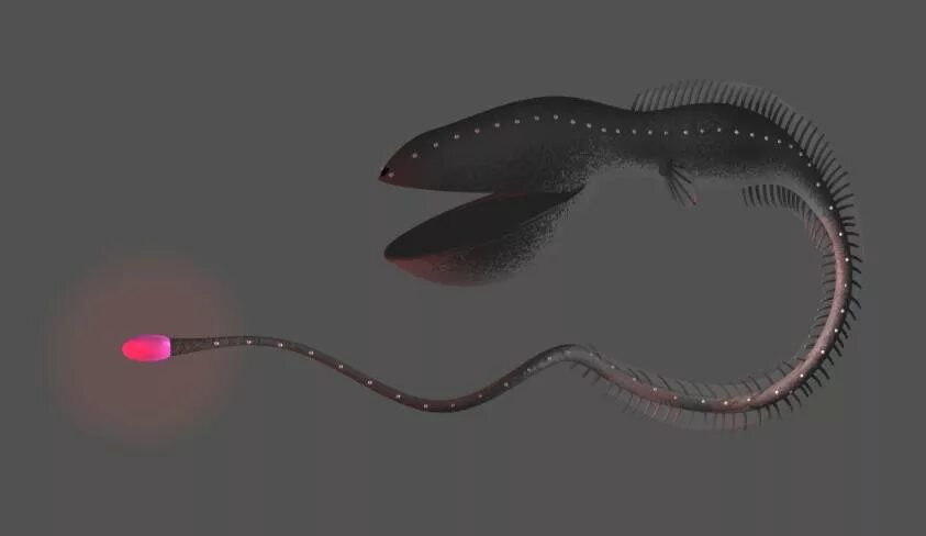Desolate deep fish