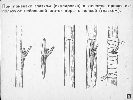 Привить почкой