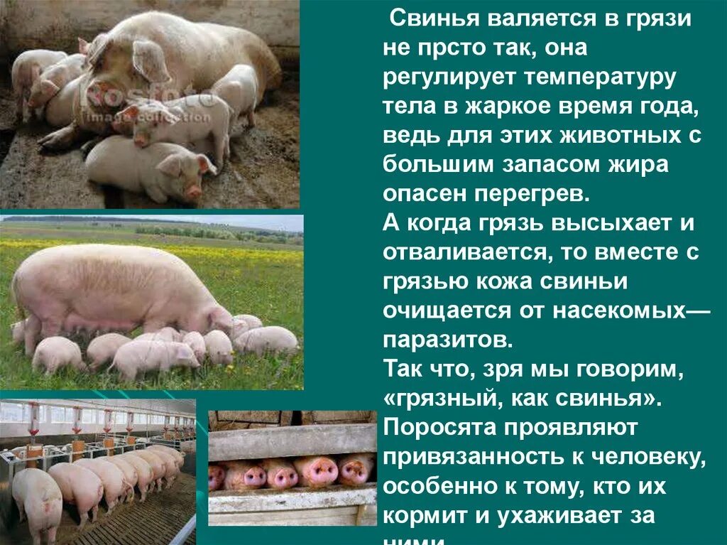 Сообщение о свинье. Проект на тему свинья. Информация о свинье. Краткое сообщение о свиноводстве. Факты о свиноводстве.