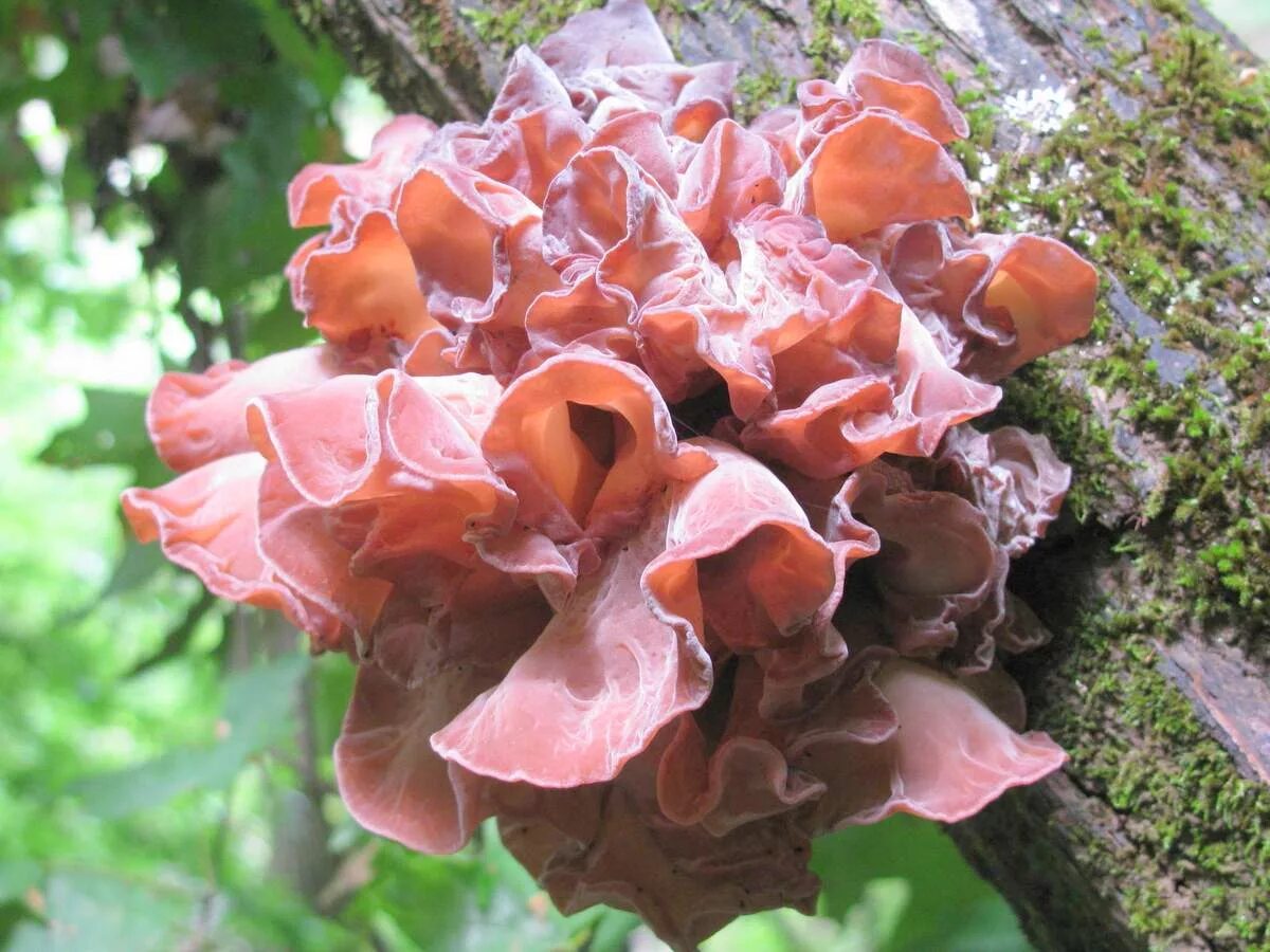 Китайский древесный гриб. Древесные грибы муэр. Черный древесный гриб муэр. Китайские древесные грибы муэр. Муэр - Аурикулярия (Auricularia polytricha).