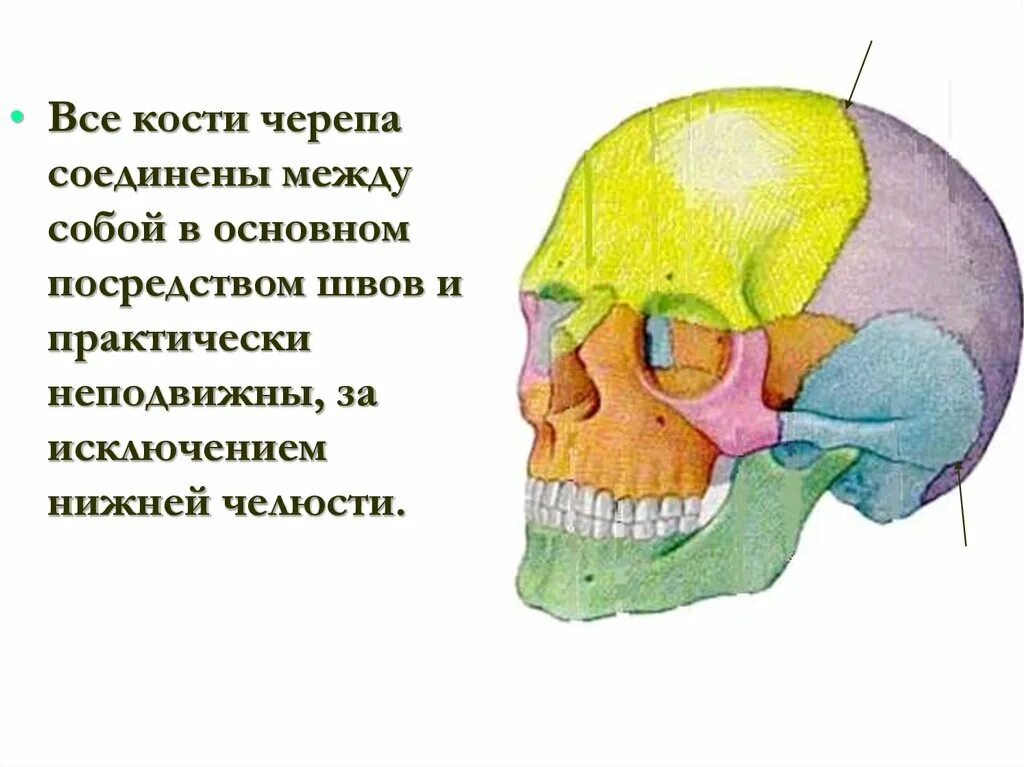 Соединение теменной кости и затылочной. Кости, образующие свод мозгового черепа. Свод и основание черепа анатомия. Строение свода черепа швы. Свод черепа сбоку.