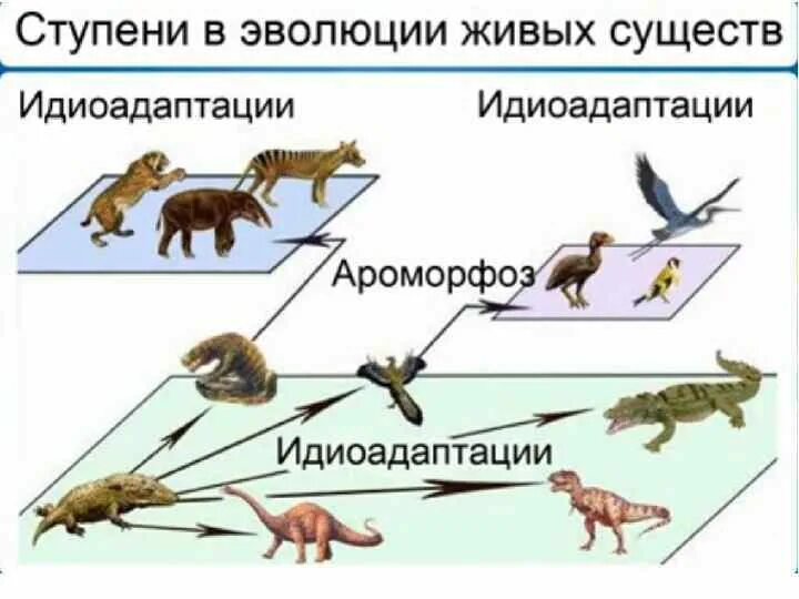 Направление макроэволюции биологический прогресс