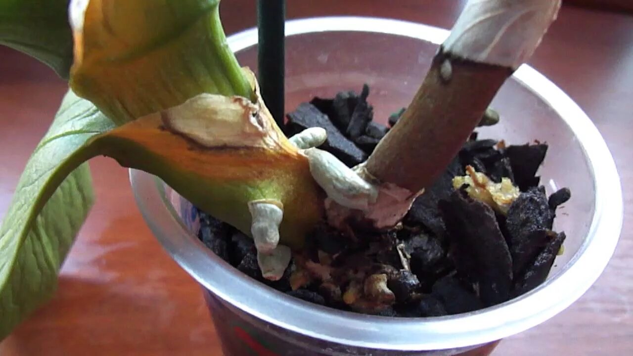 Алоэ для орхидей. После пересадки Орхидея опустила листья. Онцидиум пересадка. Дендробиум сохнут листья. Янтарная кислота для орхидей до после.