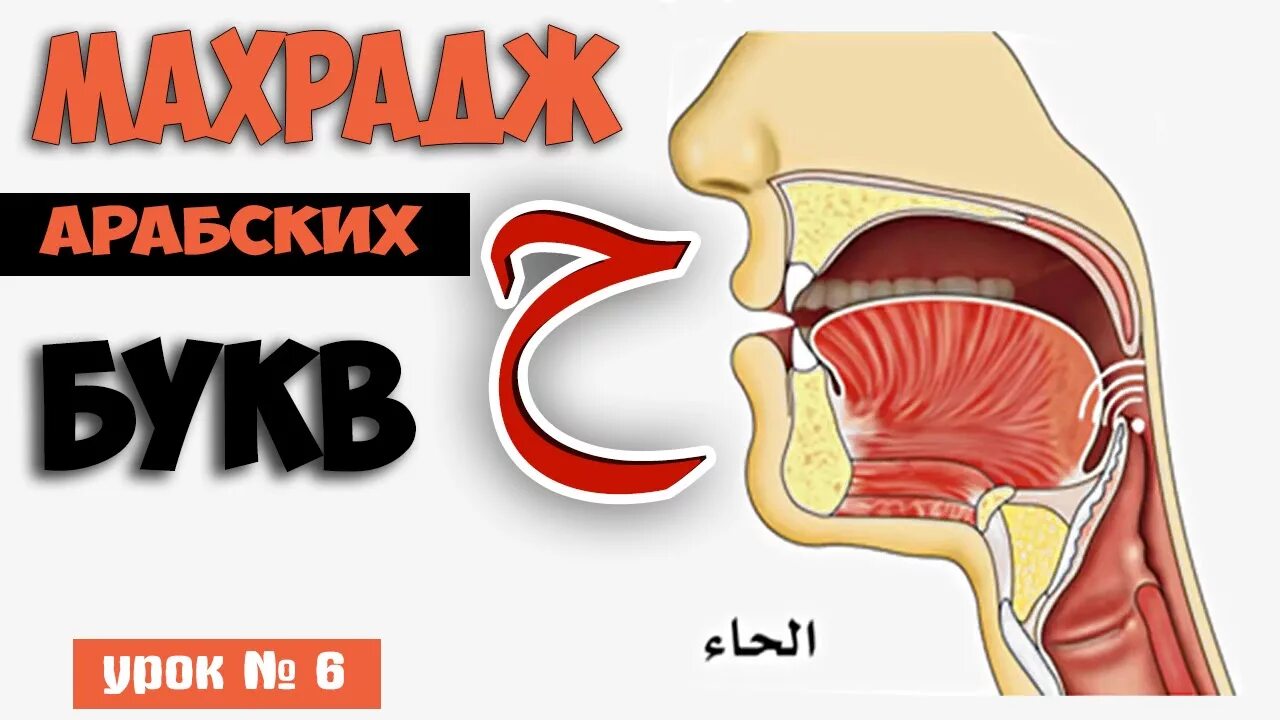 Горловые буквы. Махрадж арабского алфавита. Махрадж ДОД. Махрадж буквы ха на арабском. Махарадж арабских букв.