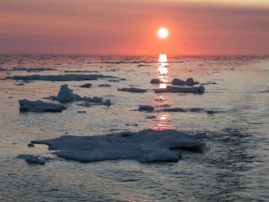 моря северного ледовитого океана наиболее многочисленны. моря северного ледовитого океана. моря северо лядовитого океана. площадь северного ледовитого океана. моря северного ледовитого океана на территории россии.