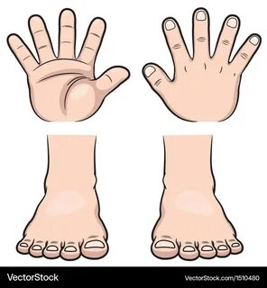 Head hands feet